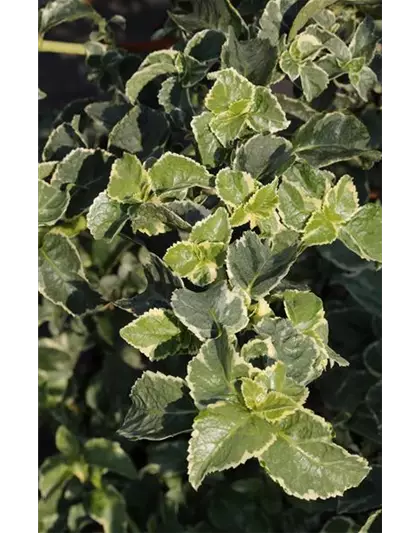 Hydrangea petiolaris 'Silver Lining'®