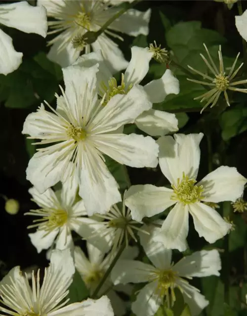 Clematis armandii, Immergrüne Waldrebe