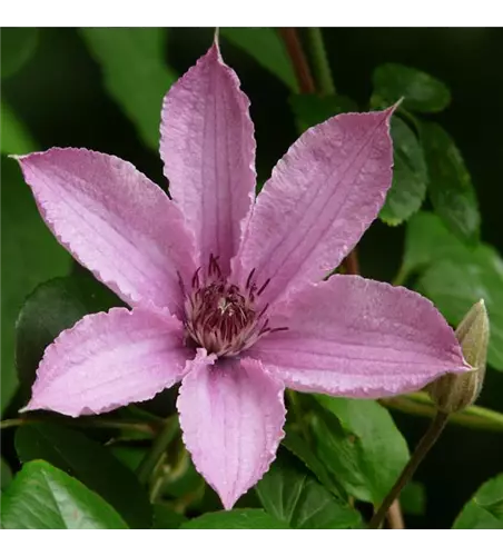 Clematis 'Giselle'®