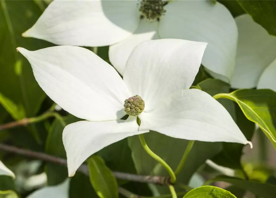 Cornus kousa chinensis 'Milky Way', Japanischer BlumenHartriegel