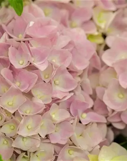 Hydrangea macrophylla 'Music-Collection'® 'Soft Pink Salsa'®