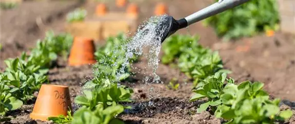 Praxiserprobte Tipps für eine nachhaltige Bewässerung