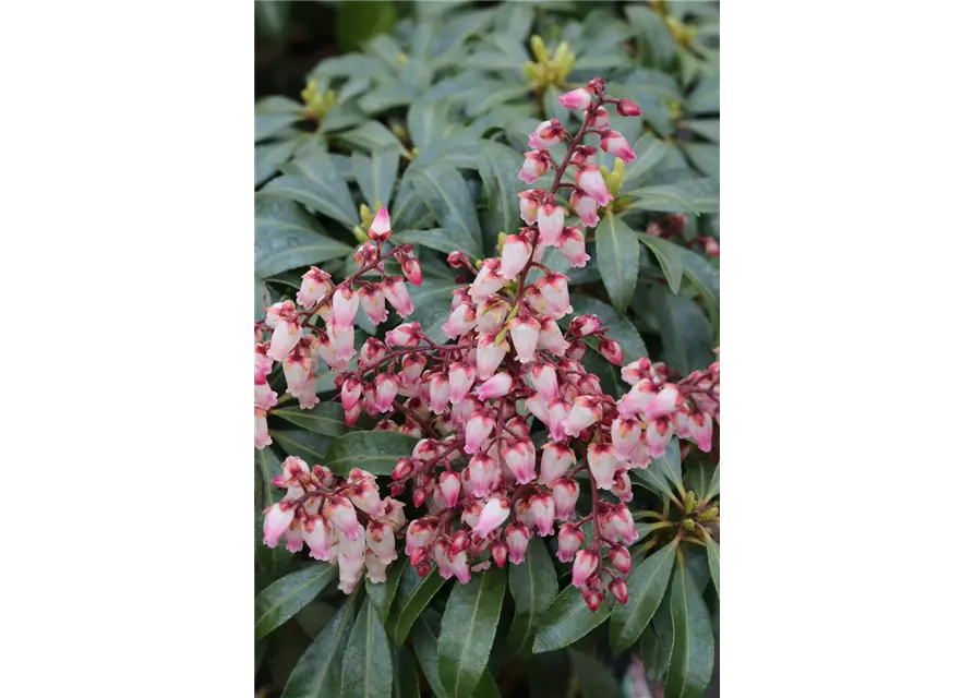 Pieris japonica 'Valley Rose', Schattenglöckchen 'Valley Rose'