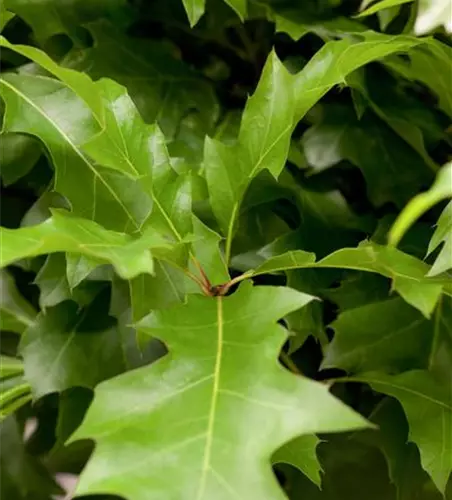 R Quercus palustris 'Green Dwarf'
