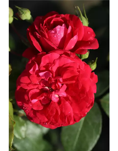 Rosa 'Rouge Meilove'® 