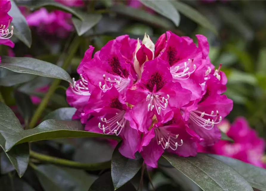 R Rhododendron hybrida 'Constanze' 