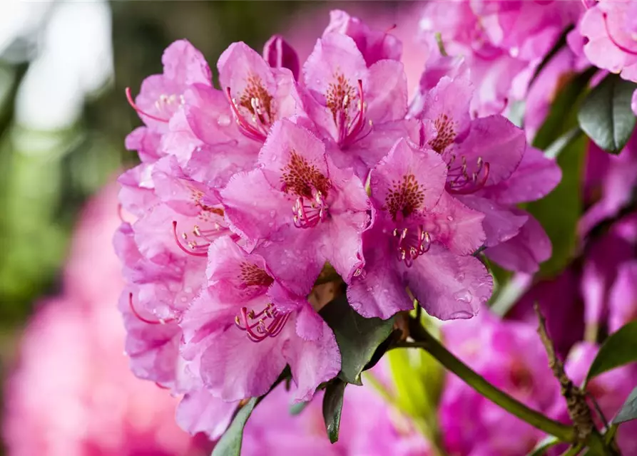 R Rhododendron hybrida 'Constanze' 