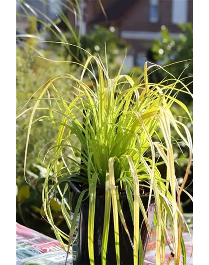 Carex oshimensis 'Everillo'®