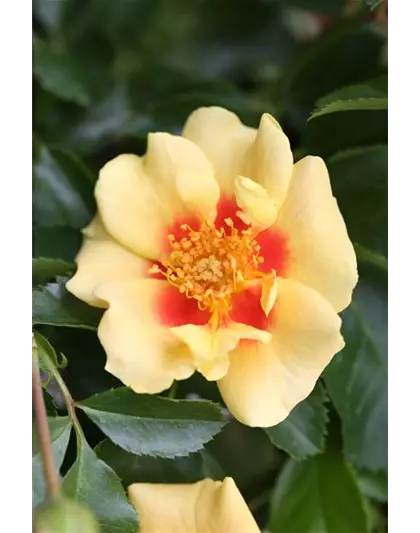Rosa 'Eye of the Tiger'®