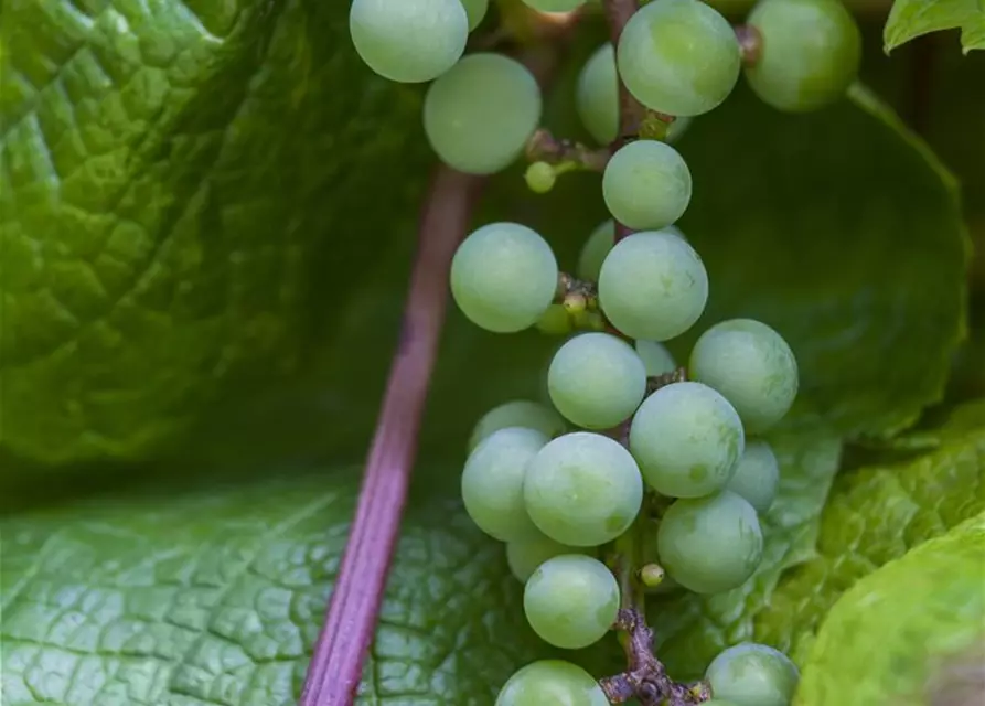 Vitis vinifera 'Amurensis' 