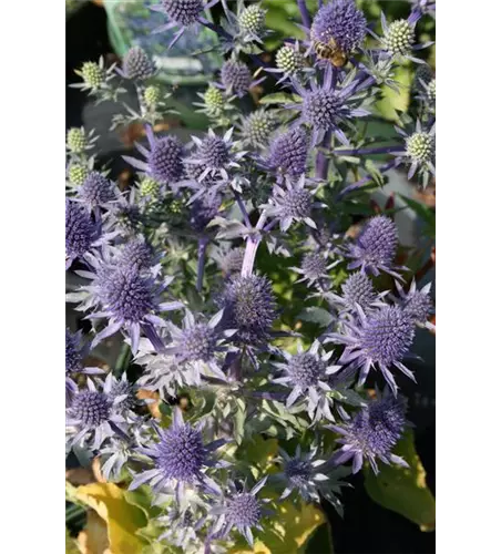 Kleiner GartenMannstreu 'Blue Hobbit', Eryngium planum 'Blue Hobbit'