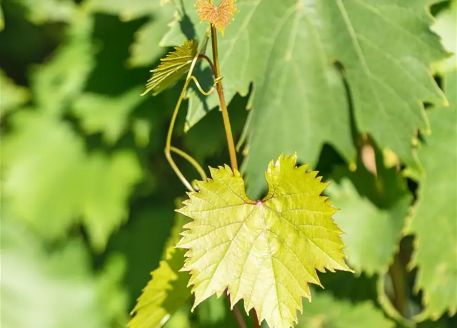 Vitis vinifera 'Attika', Weintraube 'Bianca'