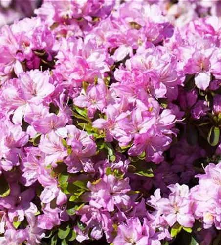 Rhododendron obtusum 'Negligé'® (S)