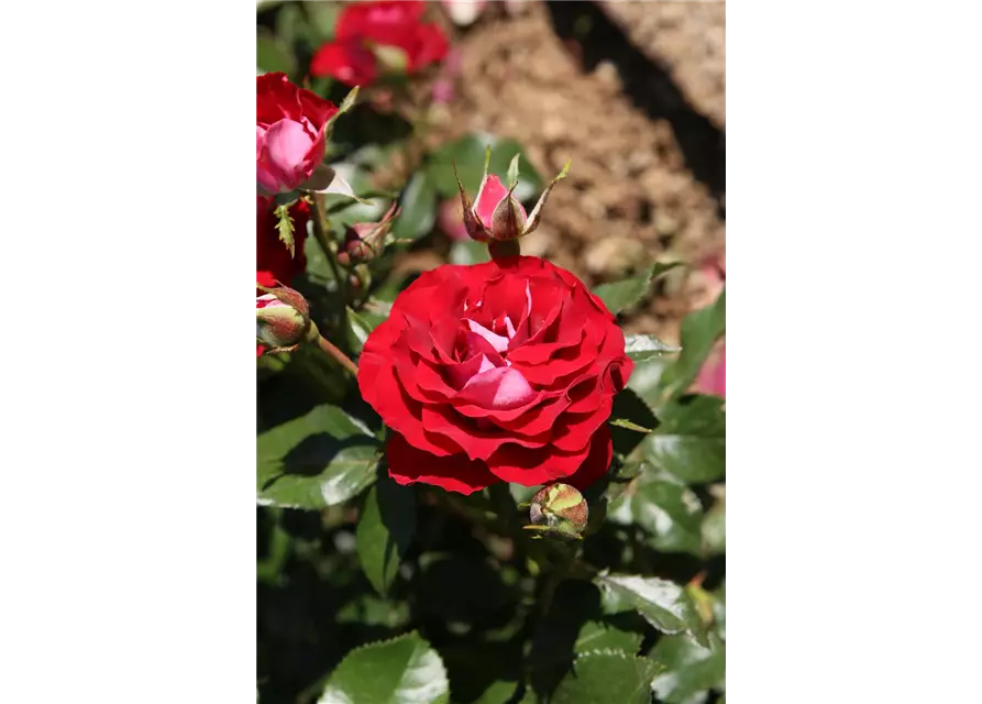 Rosa 'Rose der Einheit'® 