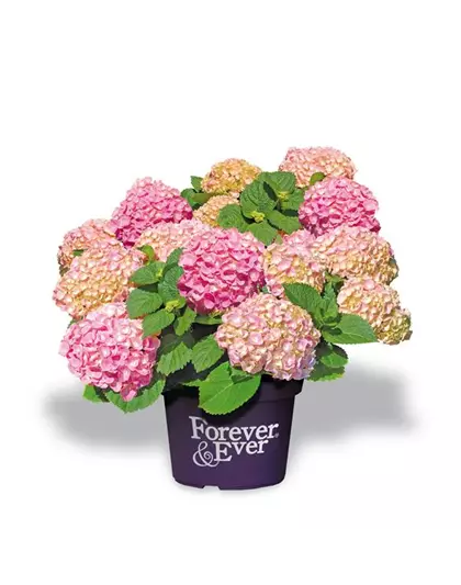 Hydrangea macrophylla 'Forever & Ever'® Pink