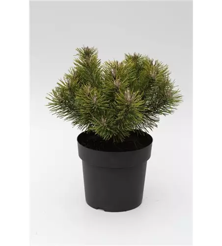 R Pinus mugo 'Mumpitz'
