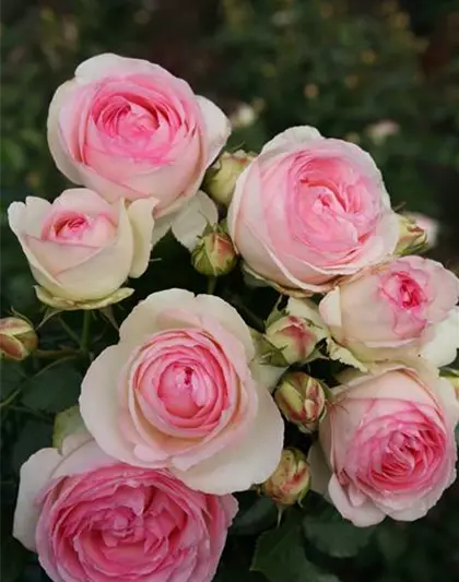 Rosa 'Eden Rose85'® 