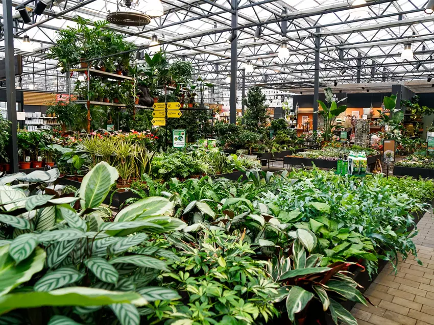 Zimmerpflanzen im Gartencenter Kiefl Gartencenter Kiefl