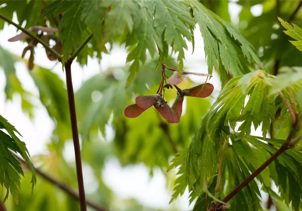 Acer japonicum 'Aconitifolium' (GS664946.jpg)