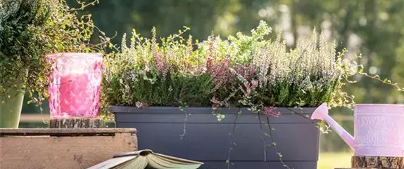 Balkonpflanzen im Herbst – Bunte Farben durch hübsche Blüten und Blätter