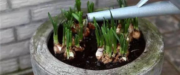 Osterglocken - Einpflanzen in ein Gefäß