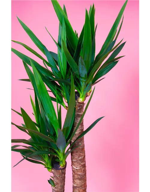 Yucca Palme, 2er-Tuff, 23 cm Topf 