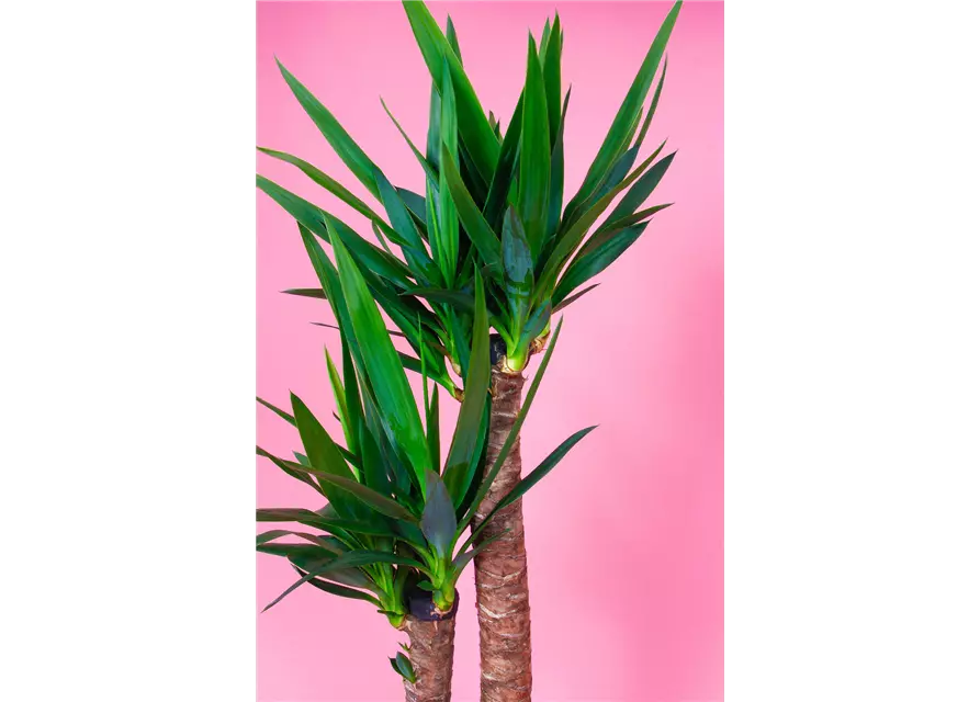 Yucca Palme, 2er-Tuff, 23 cm Topf 