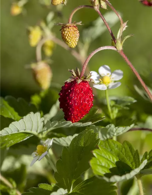 Monats-Erdbeere