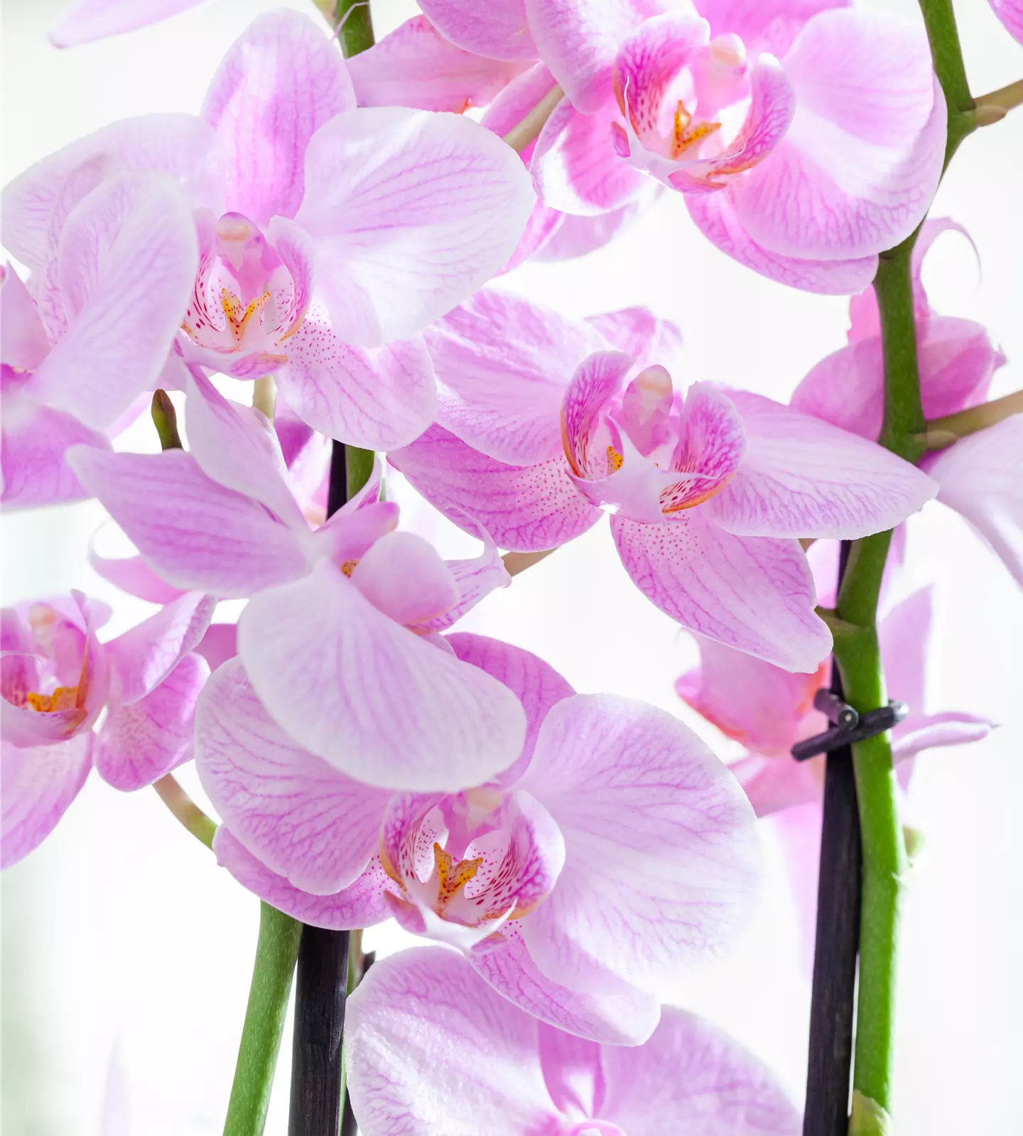Orchideen kaufen bedeutet auch sie richtig zu pflegen