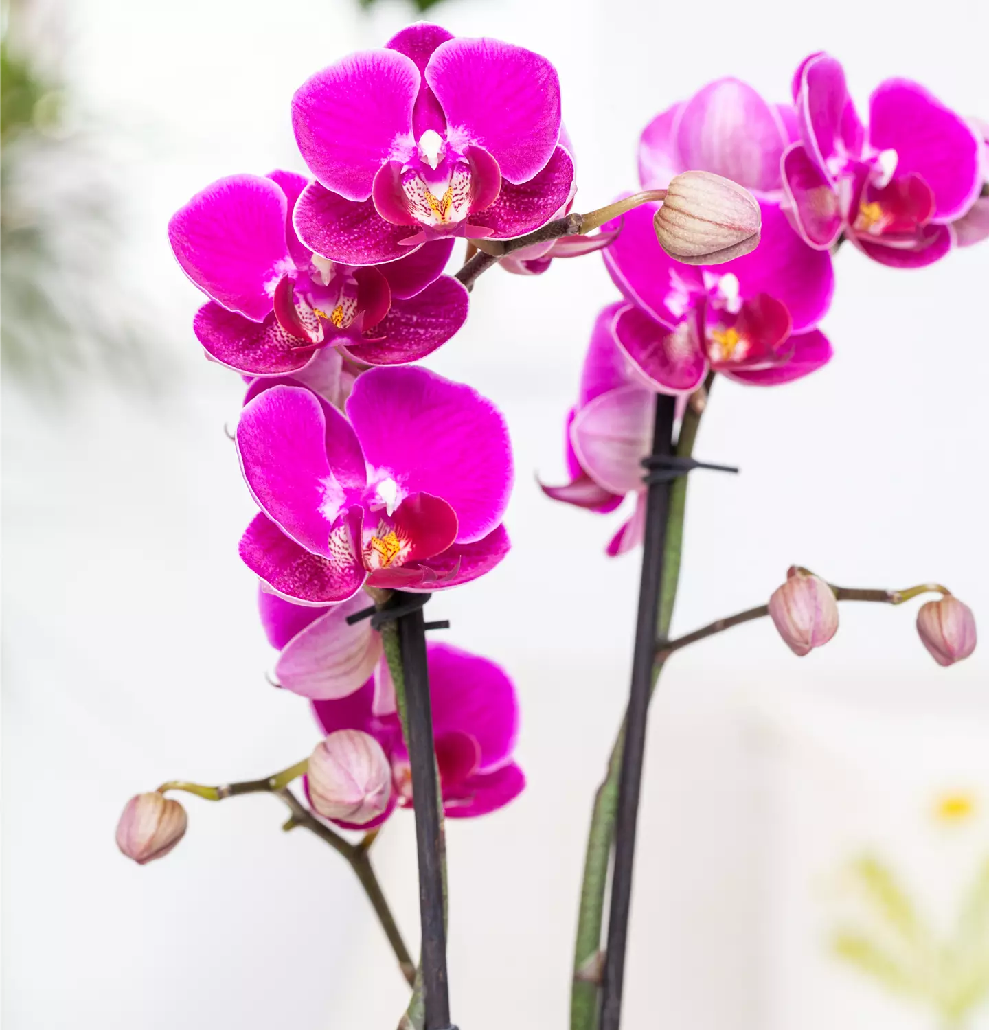 Orchideen kaufen und vielfältige Blütenfarben entdecken