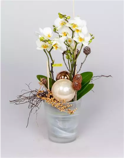 X-Mas Weiße Orchidee