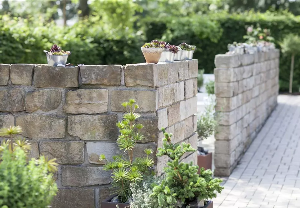 Beliebte mediterrane Pflanzen für Balkon und Garten