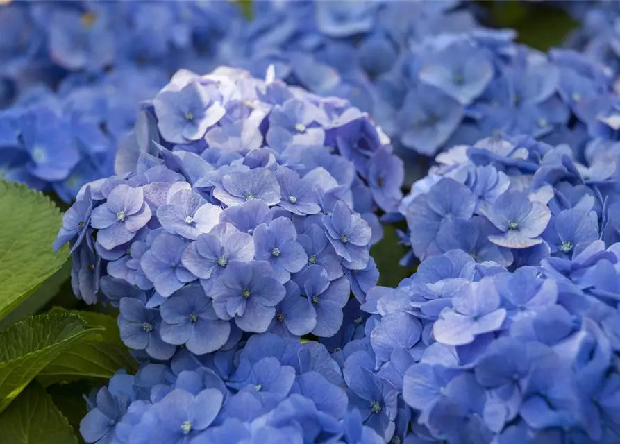 Hydrangea macrophylla 'Blue Ballad'®
