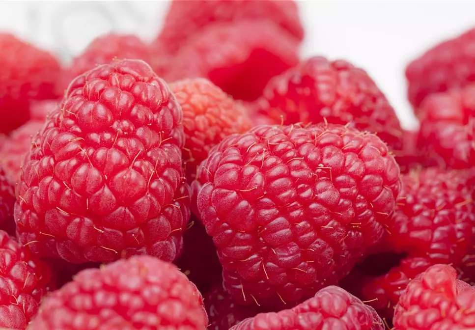 Tipps zum Pflanzen und Pflegen von Himbeeren