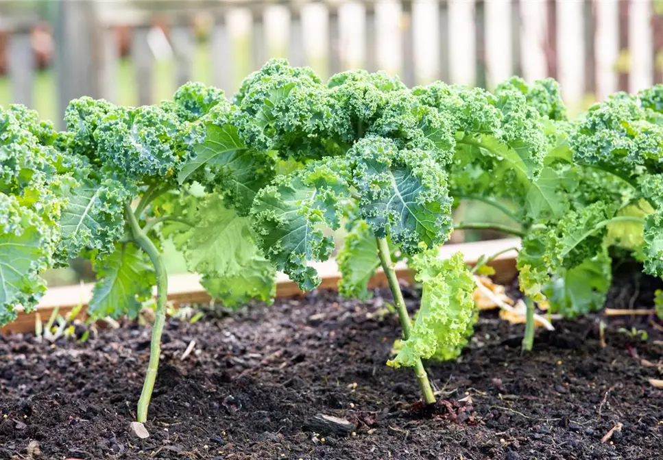 Im eigenen Garten Gemüse anbauen