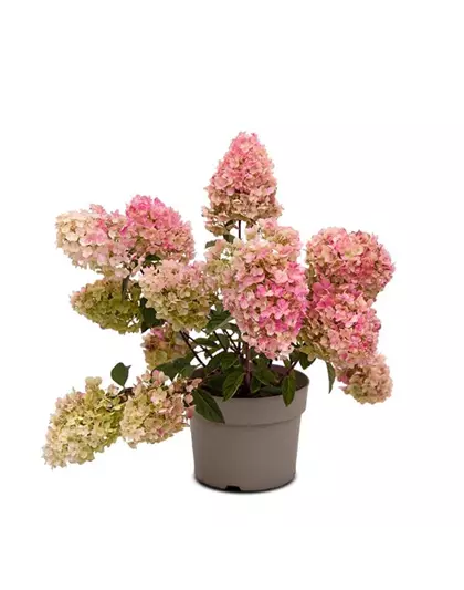 Hydrangea paniculata 'Living Little Blossom'®