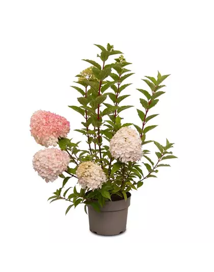 Hydrangea paniculata 'Living Pink & Rose'®