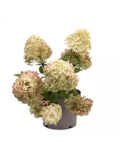 Hydrangea paniculata 'Living Royal Flower'®