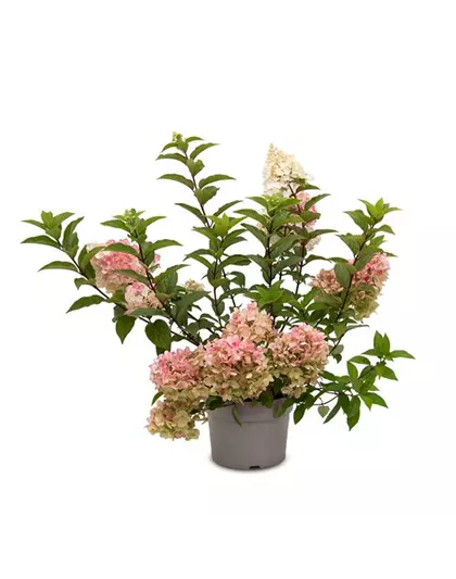 Hydrangea paniculata 'Living Strawberry Blossom'®