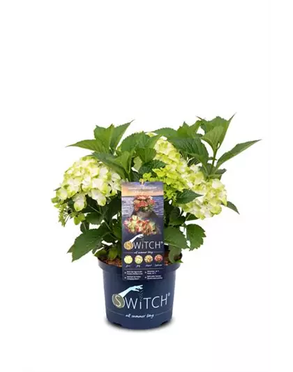 Hydrangea macrophylla 'Switch' ® Delphyne red