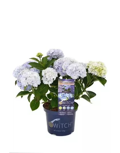 Hydrangea macrophylla 'Switch' ® Kallisto blue