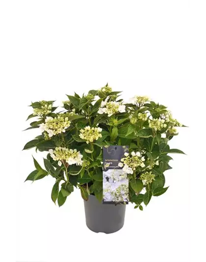 Hydrangea macrophylla x serrata 'Cloudi'®