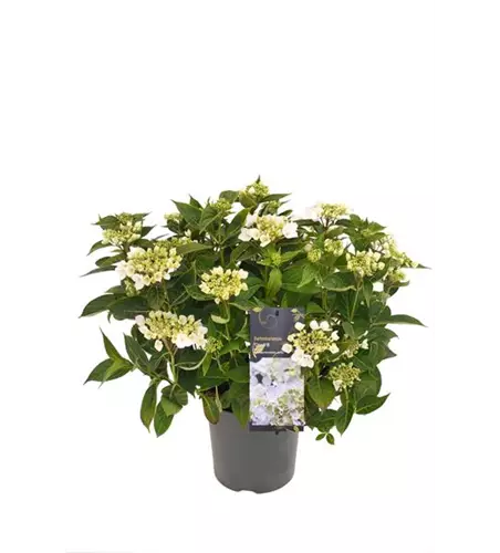 Hydrangea macrophylla x serrata 'Cloudi'®