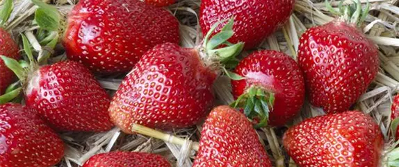 Erdbeeren – das passende Obst für alle Naschkatzen