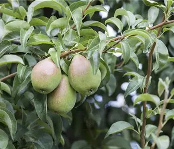 So bereichern diese vitaminreichen Obstpflanzen jeden Garten