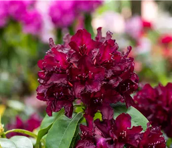 Rhododendron einpflanzen – So erstrahlt der Garten mit Blüten