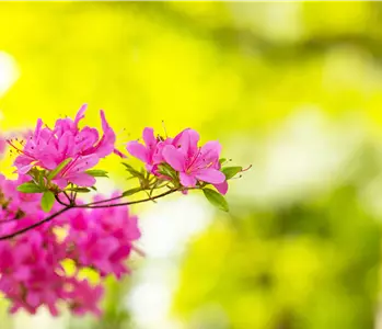 Rhododendron – Das beliebte Gehölz für Hof und Garten