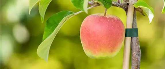 Apfelbäume im Garten – Eine reiche und leckere Ernte