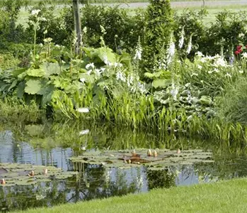 Gezielt die passenden Wasserpflanzen für den Teich aussuchen