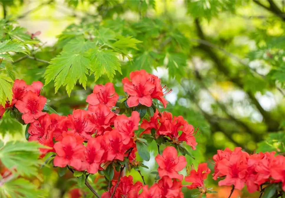 Gartengestaltung mit Rhododendron - Schönheit im Garten